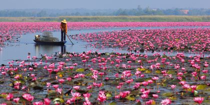 Red Lotus Sea Nong Han Kum Pavapi