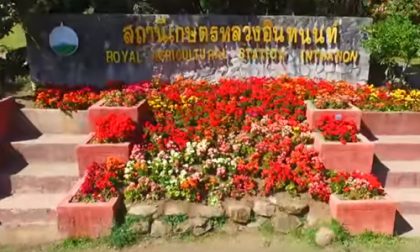 Royal Project Doi Inthanon 500x300