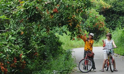 TAT---Fruits_Orchard_Tour_03-500x300