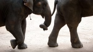 Thai wildlife conservation and animal care efforts are working