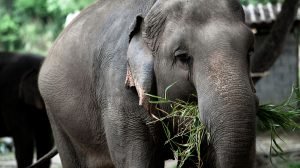 Thai wildlife conservation and animal care efforts are working