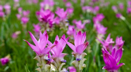 Thailand invites the world to enjoy the glorious tulips of Chaiyaphum